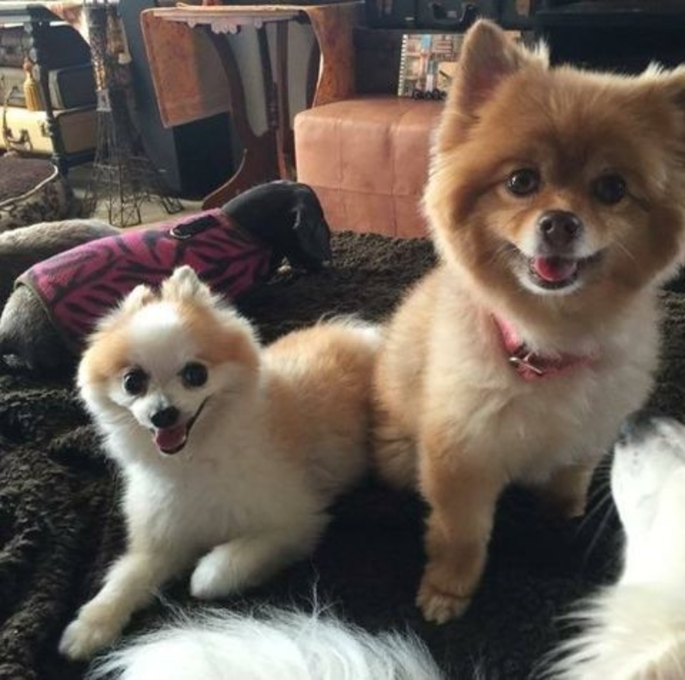 Meet your Posher, Debbie